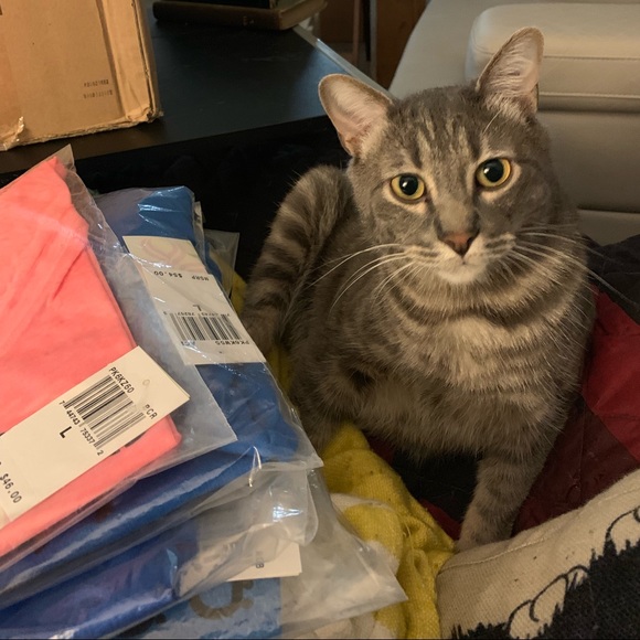 Iβm Melissa of The Rainbow Kitten! ππ± - Picture 2 of 8